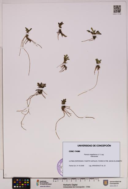 Perezia magellanica [Espécimen: UDEC:CONC:0174380]