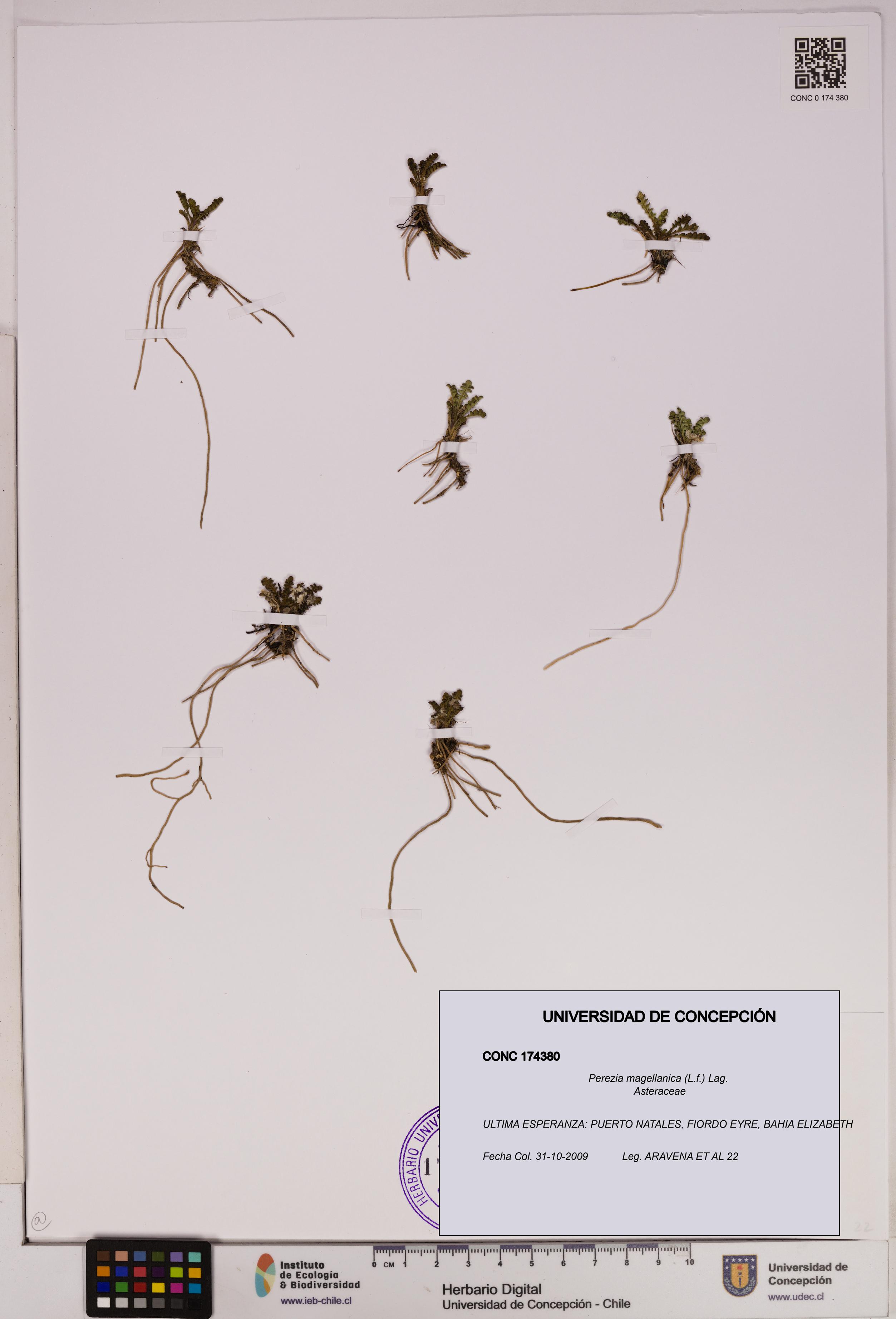 Perezia magellanica [Espécimen: UDEC:CONC:0174380]