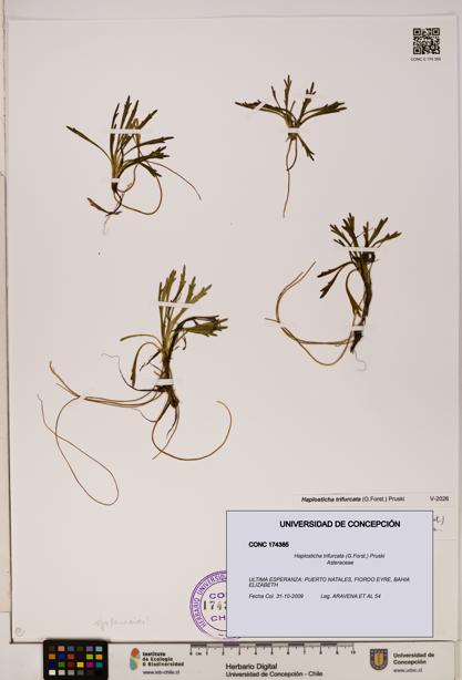 Haplosticha trifurcata [Espécimen: UDEC:CONC:0174385]