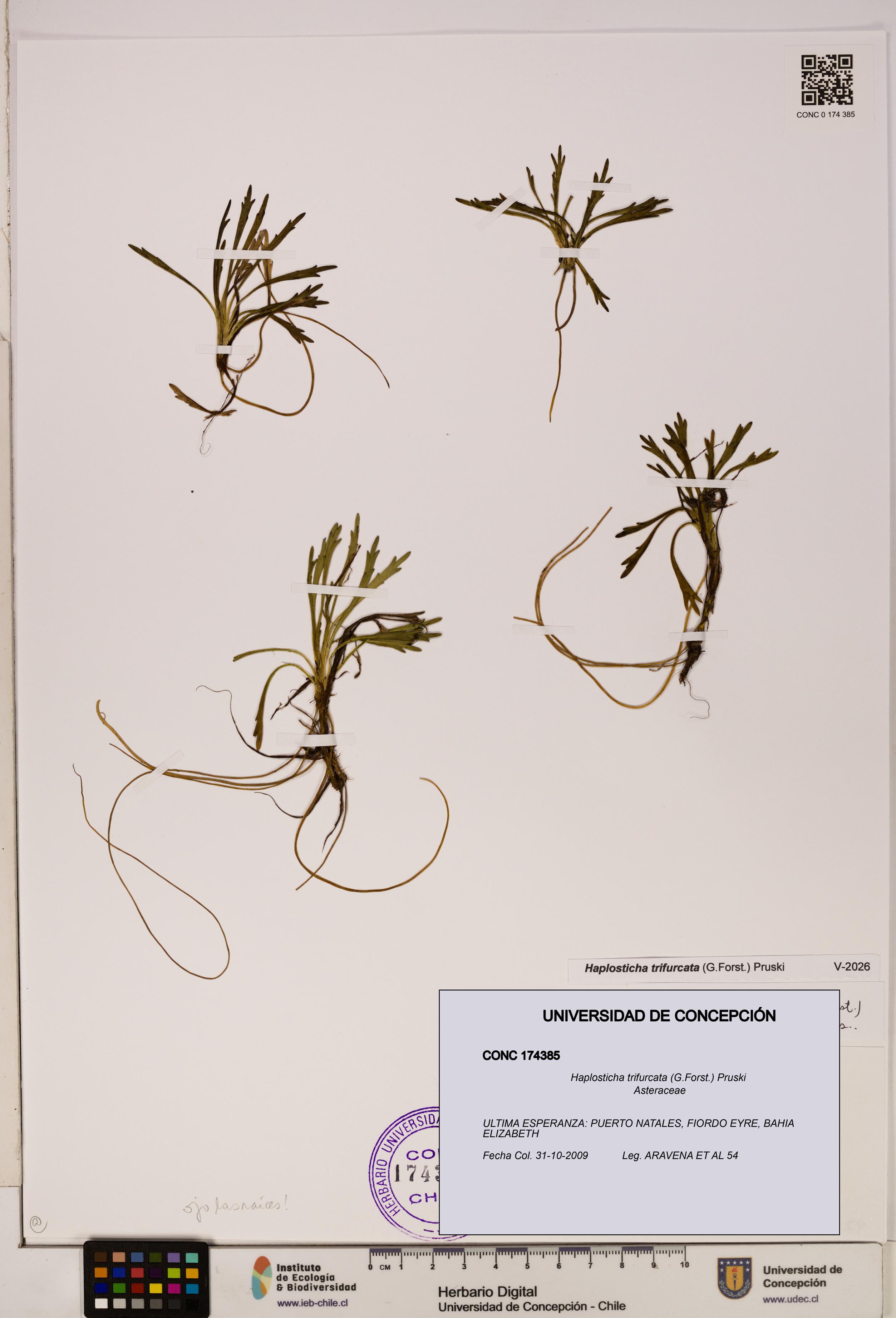 Haplosticha trifurcata [Espécimen: UDEC:CONC:0174385]