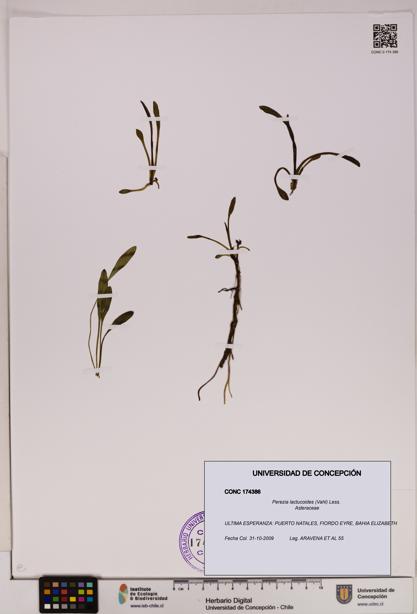 Perezia lactucoides [Espécimen: UDEC:CONC:0174386]