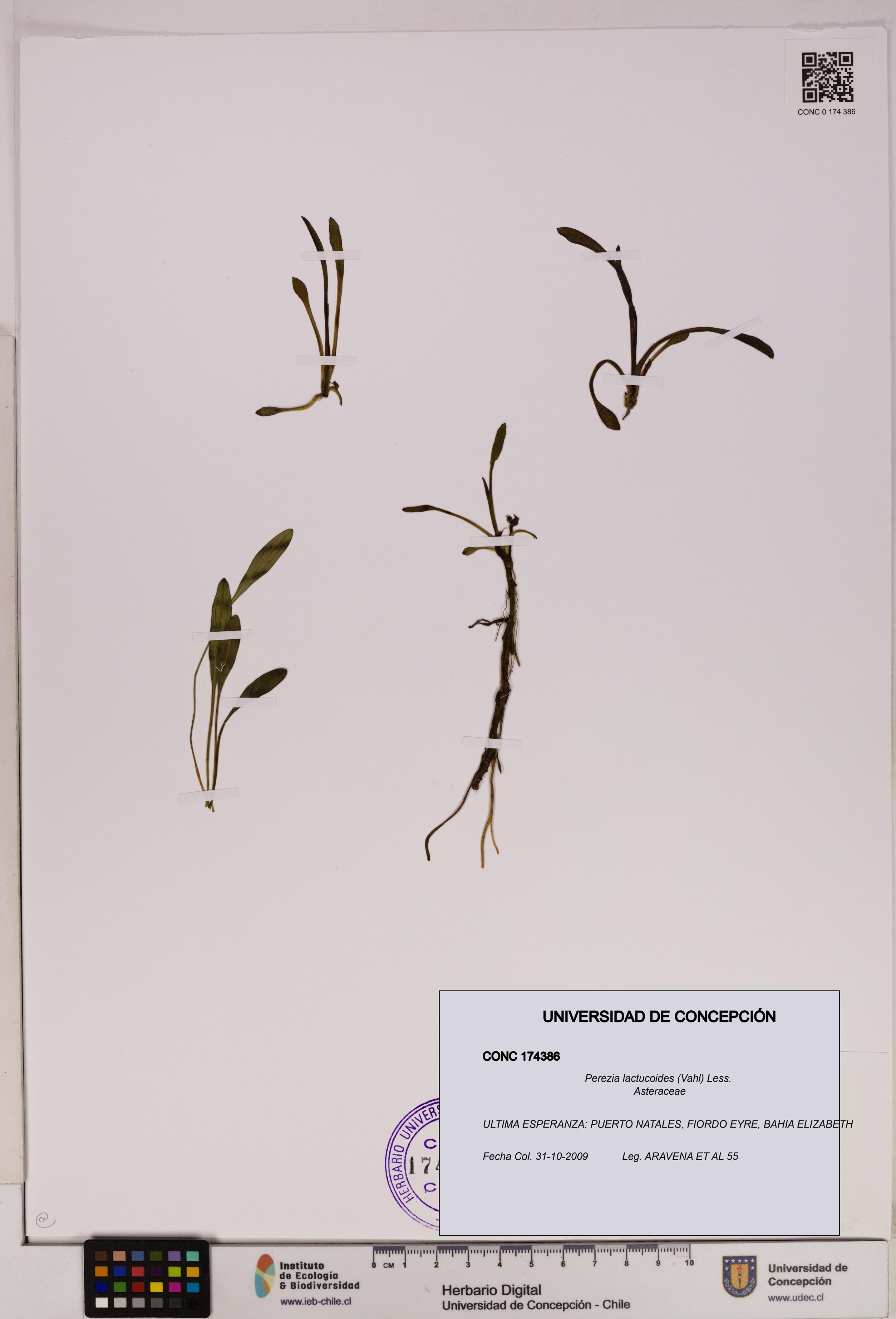 Perezia lactucoides [Espécimen: UDEC:CONC:0174386]