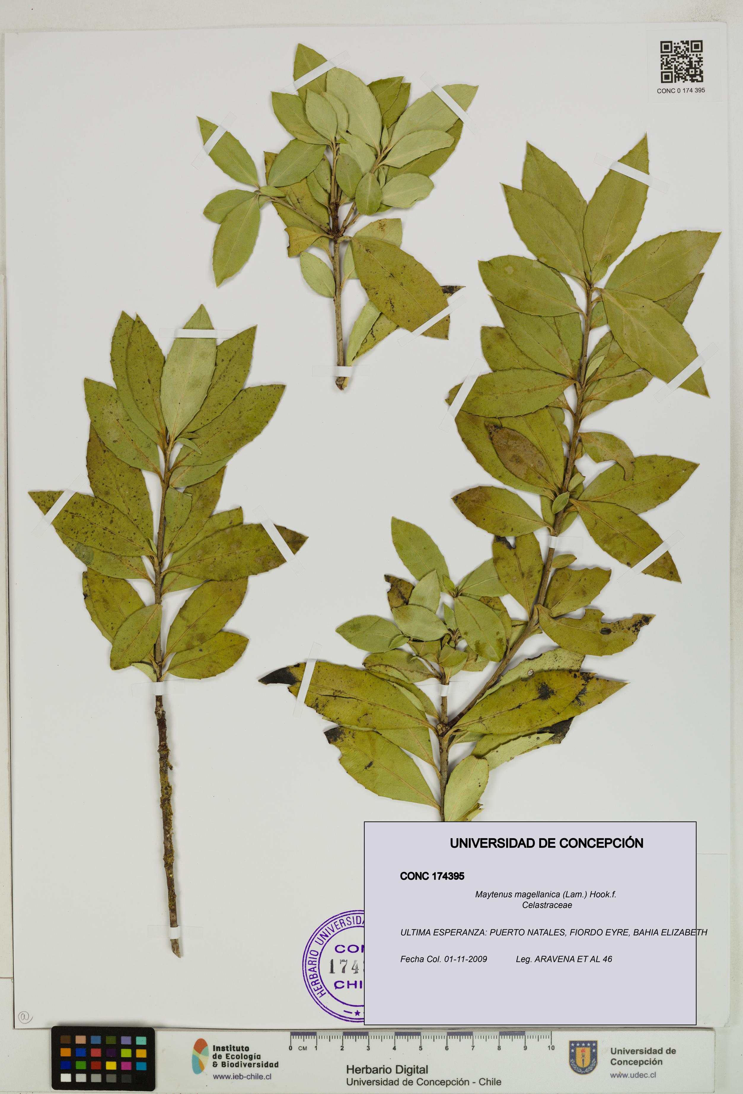 Maytenus magellanica [Espécimen: UDEC:CONC:0174395]