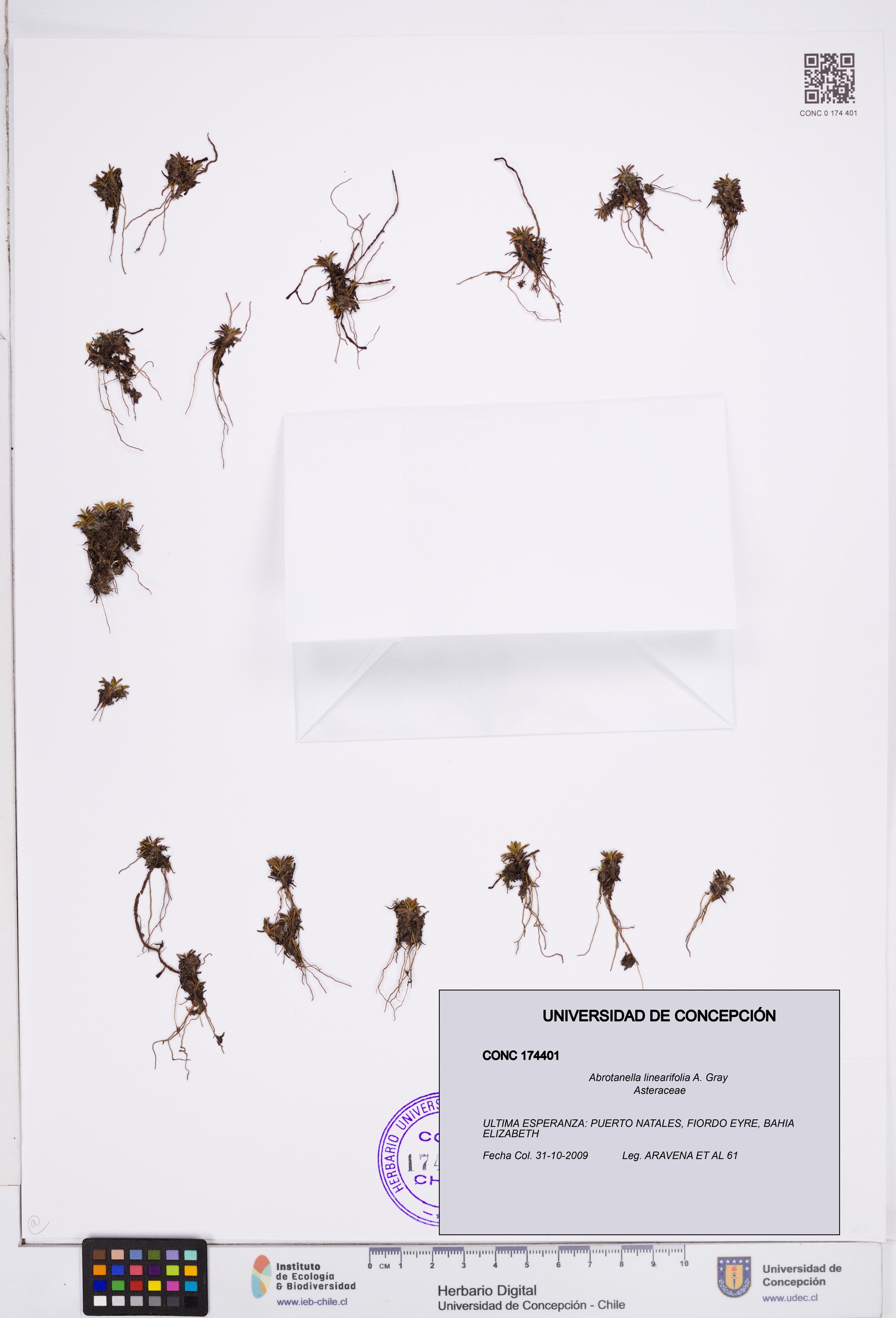 Abrotanella linearifolia [Espécimen: ]