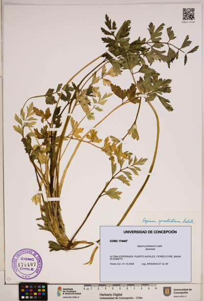 Apium prostratum [Espécimen: ]