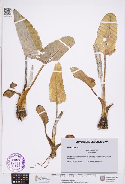 Senecio smithii [Espécimen: ]