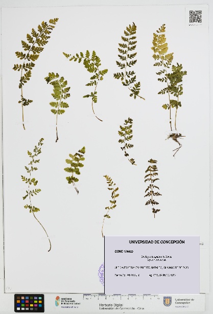 Cystopteris apiiformis [Espécimen: UDEC:CONC:0174420]