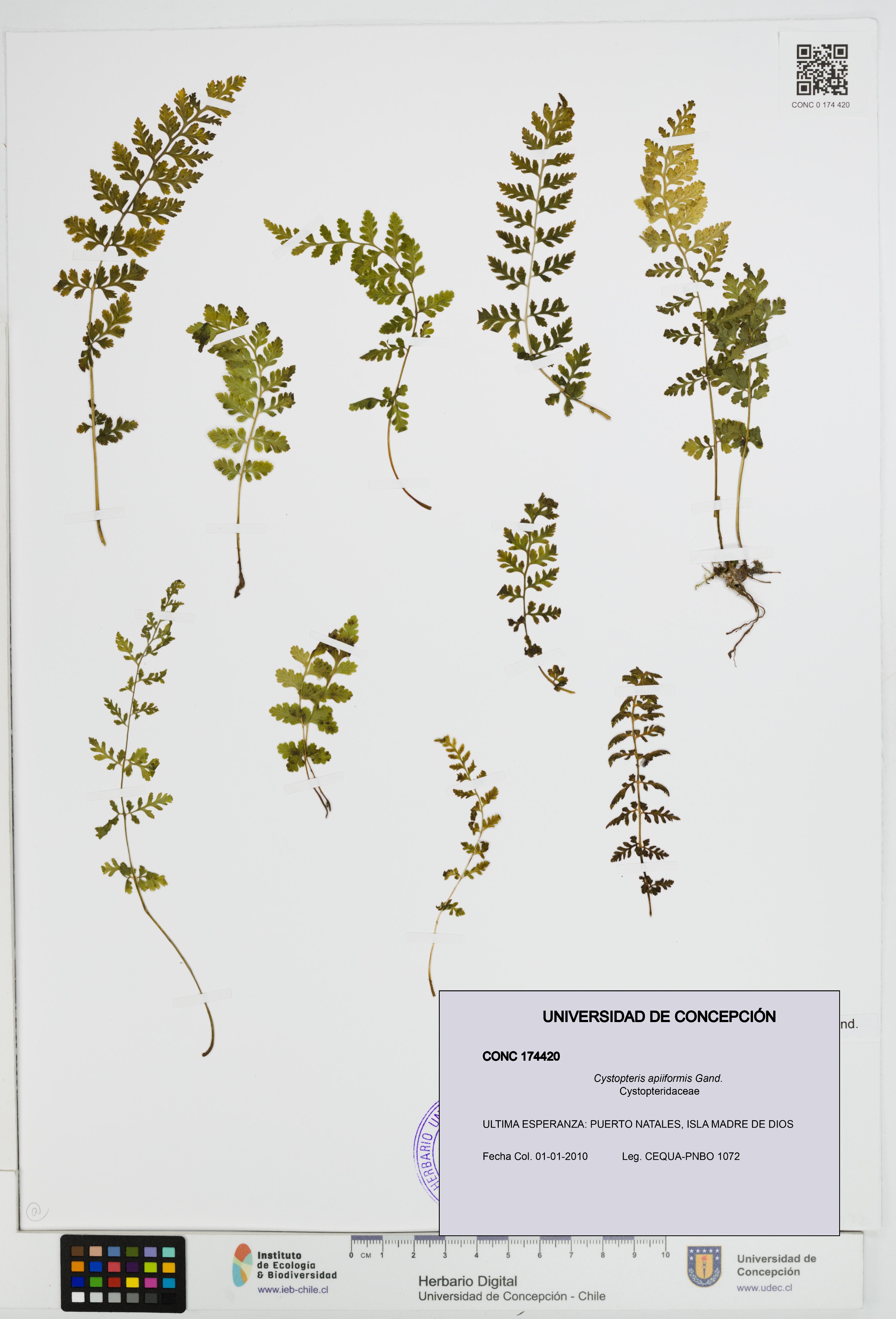 Cystopteris apiiformis [Espécimen: UDEC:CONC:0174420]