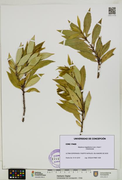 Maytenus magellanica [Espécimen: UDEC:CONC:0174423]