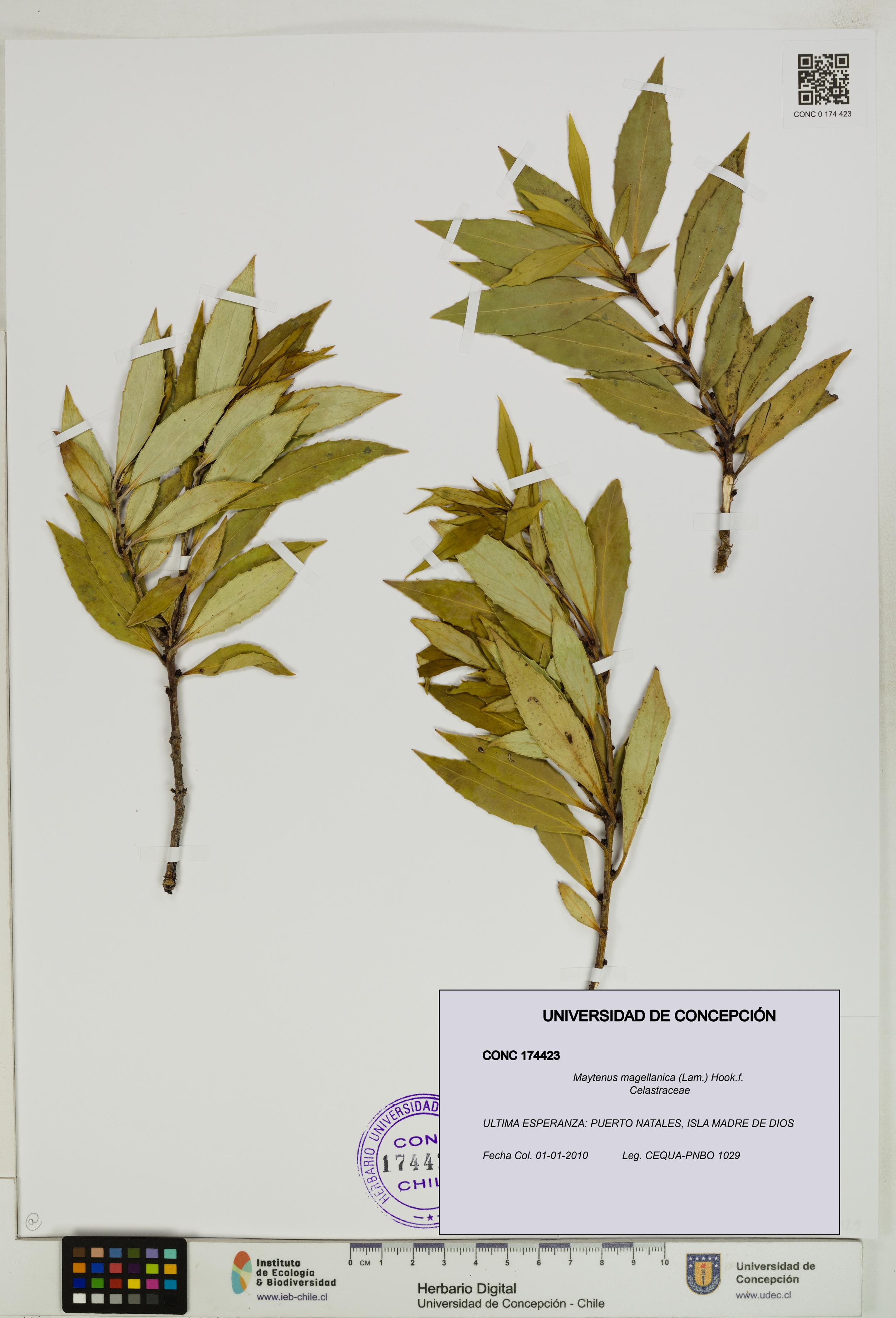 Maytenus magellanica [Espécimen: UDEC:CONC:0174423]