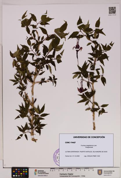 Fuchsia magellanica [Espécimen: UDEC:CONC:0174427]