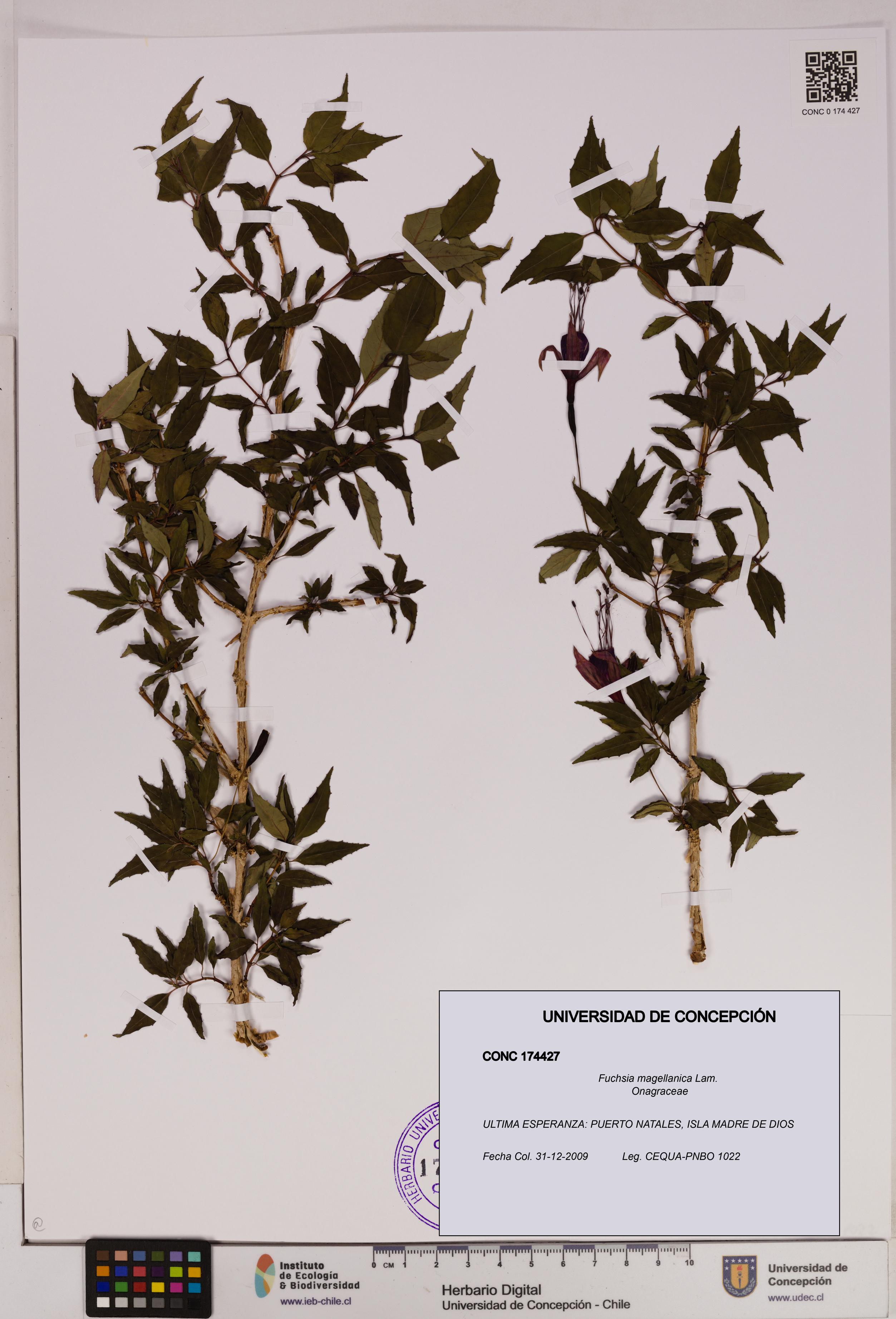 Fuchsia magellanica [Espécimen: UDEC:CONC:0174427]