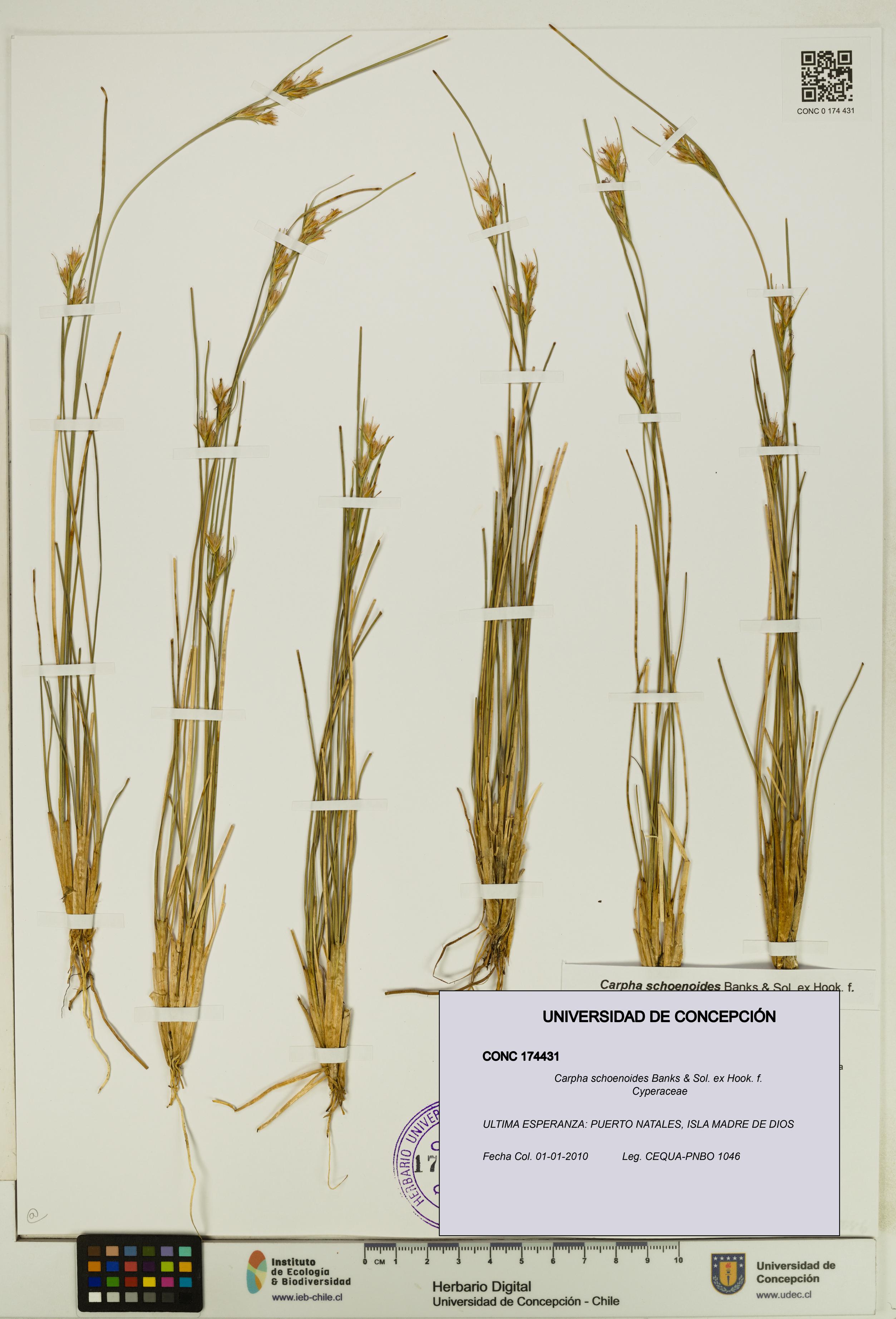 Carpha schoenoides [Espécimen: UDEC:CONC:0174431]