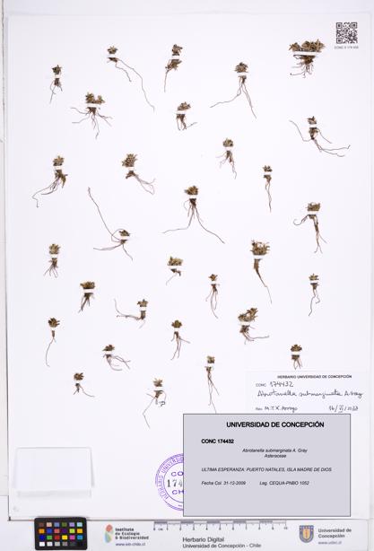 Abrotanella submarginata [Espécimen: ]