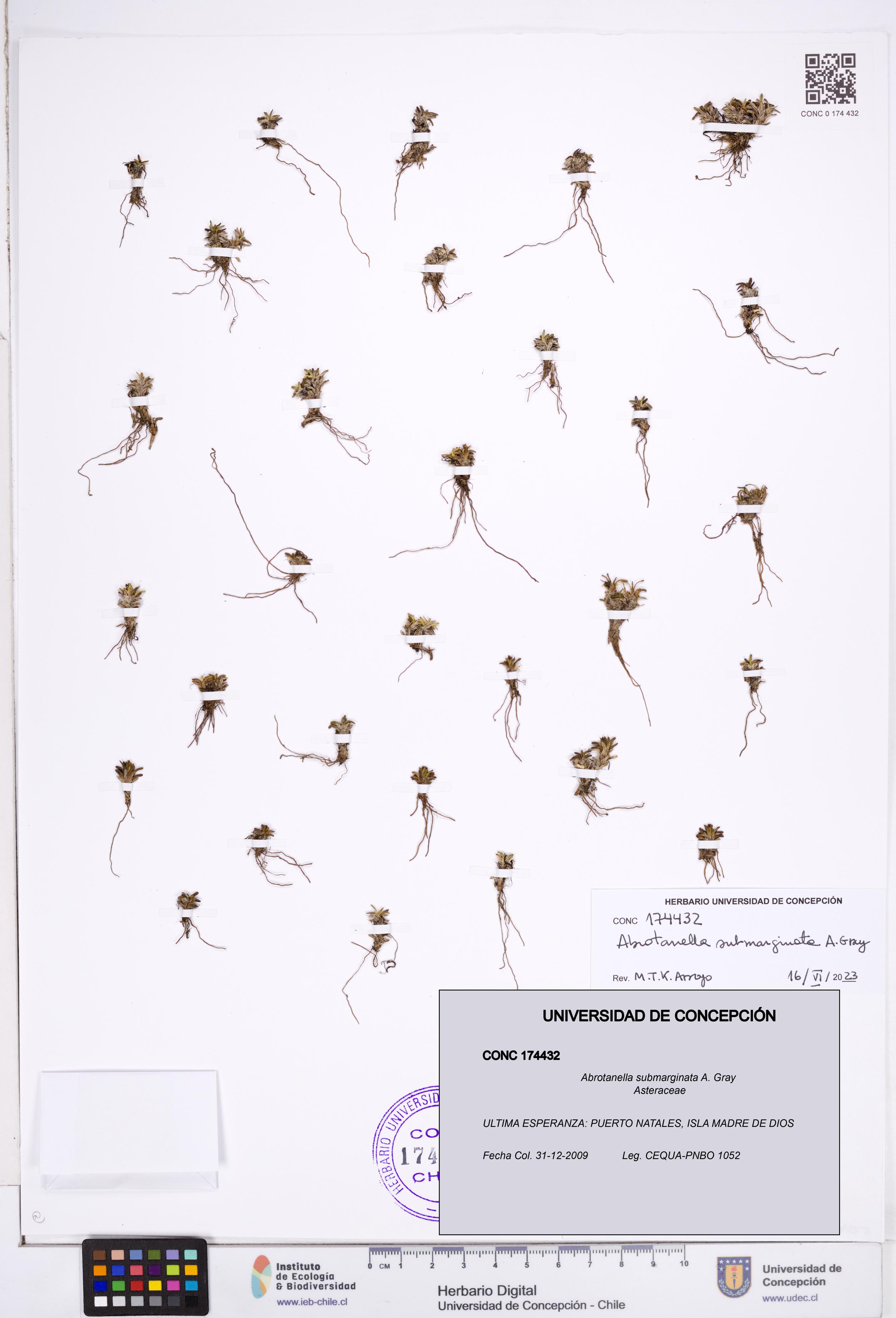 Abrotanella submarginata [Espécimen: ]