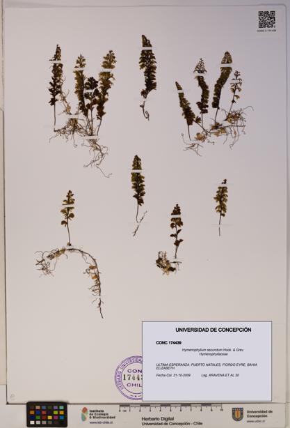Hymenophyllum secundum [Espécimen: ]