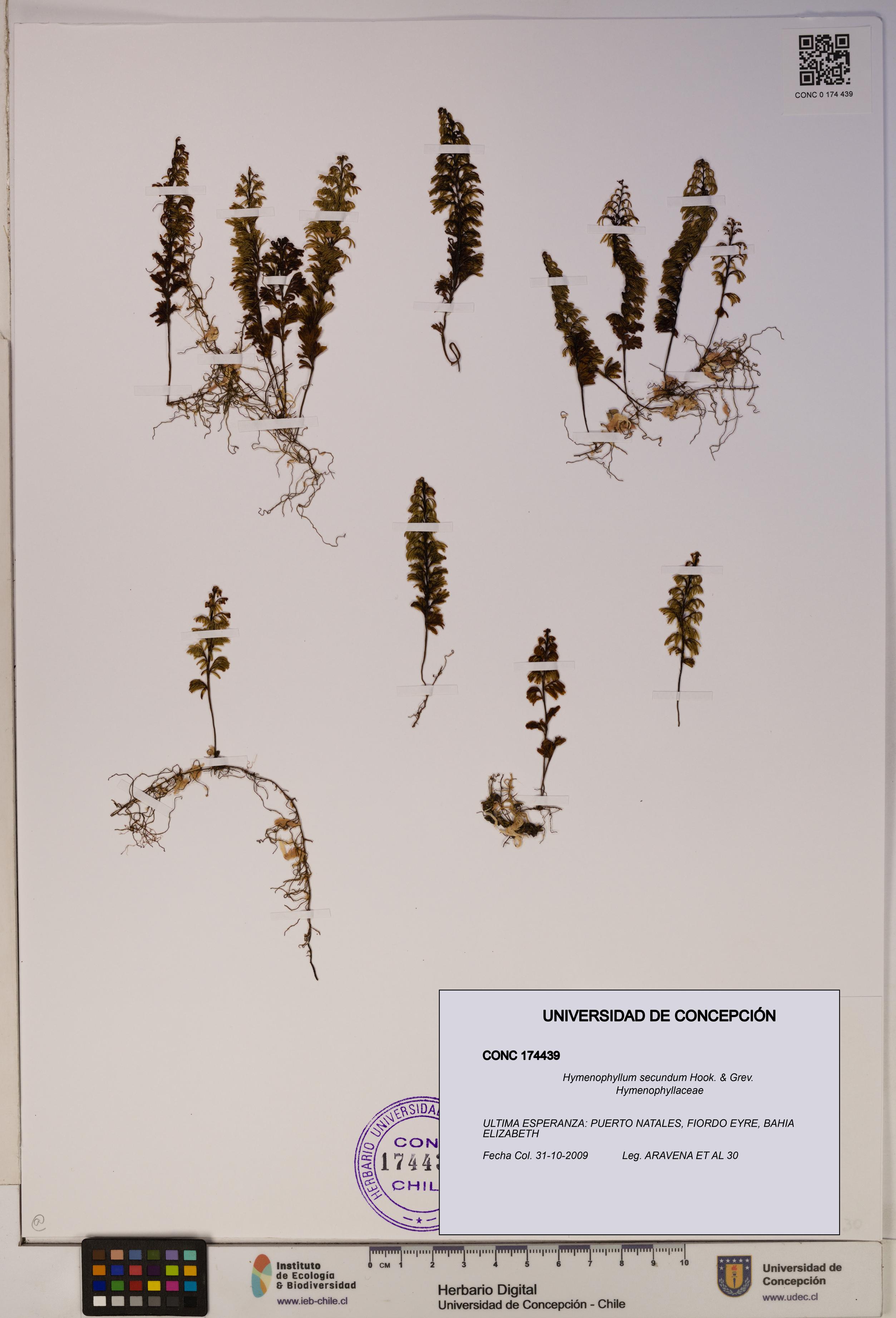 Hymenophyllum secundum [Espécimen: ]