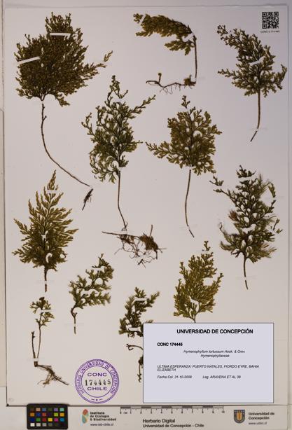 Hymenophyllum tortuosum [Espécimen: ]