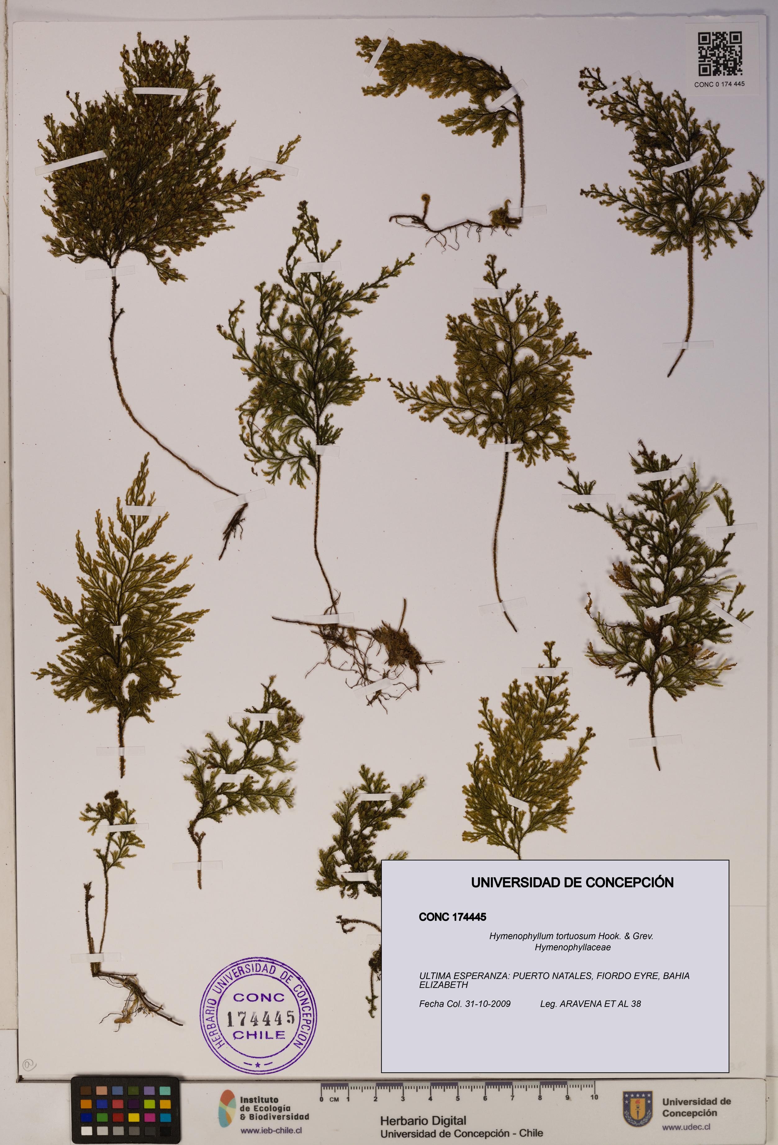 Hymenophyllum tortuosum [Espécimen: ]