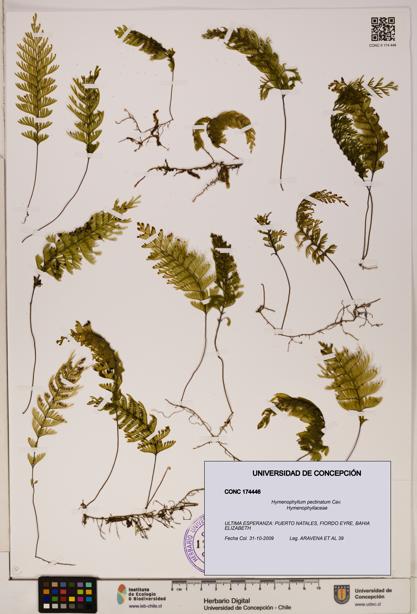 Hymenophyllum pectinatum [Espécimen: ]