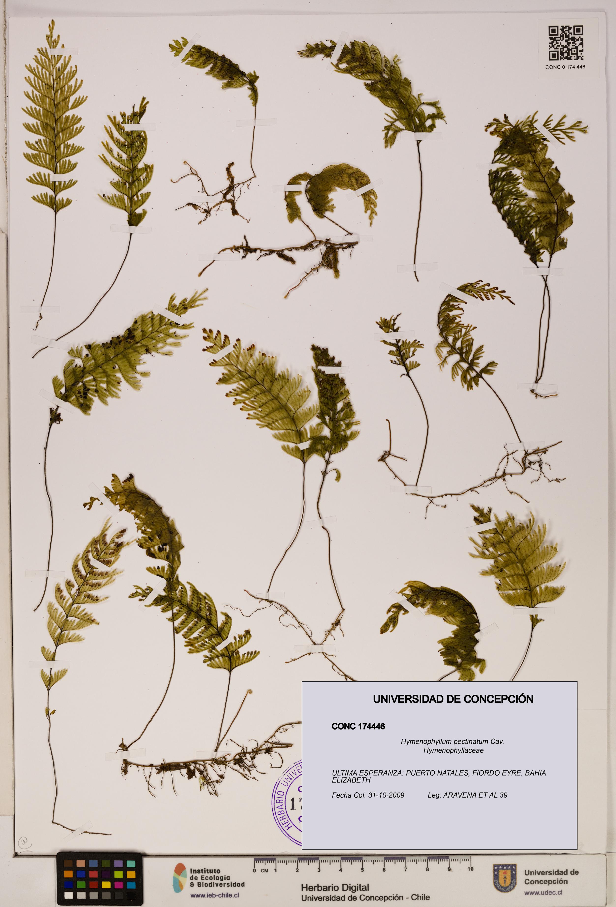 Hymenophyllum pectinatum [Espécimen: ]