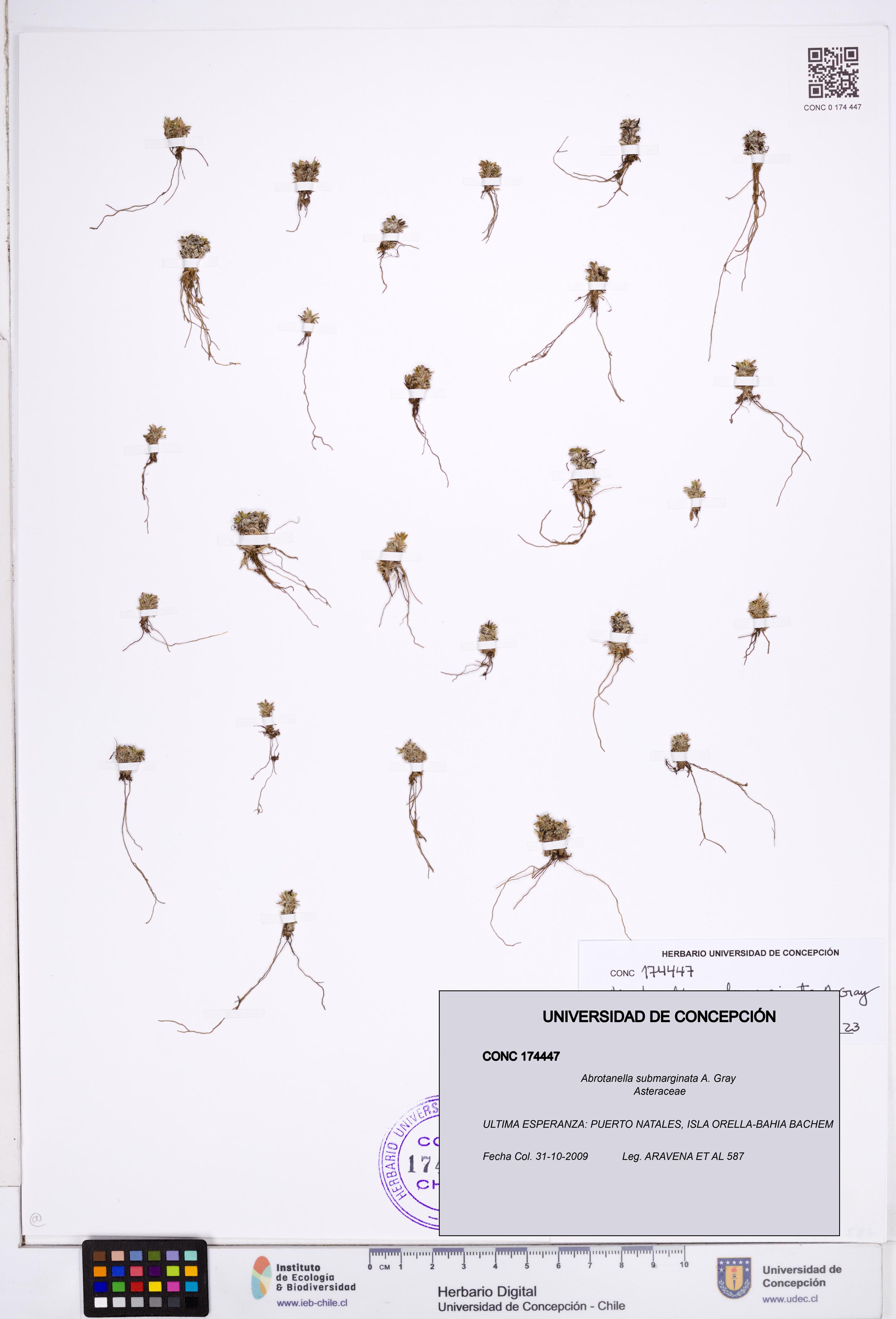 Abrotanella submarginata [Espécimen: ]