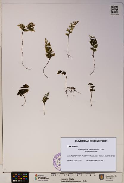 Hymenophyllum tortuosum [Espécimen: ]