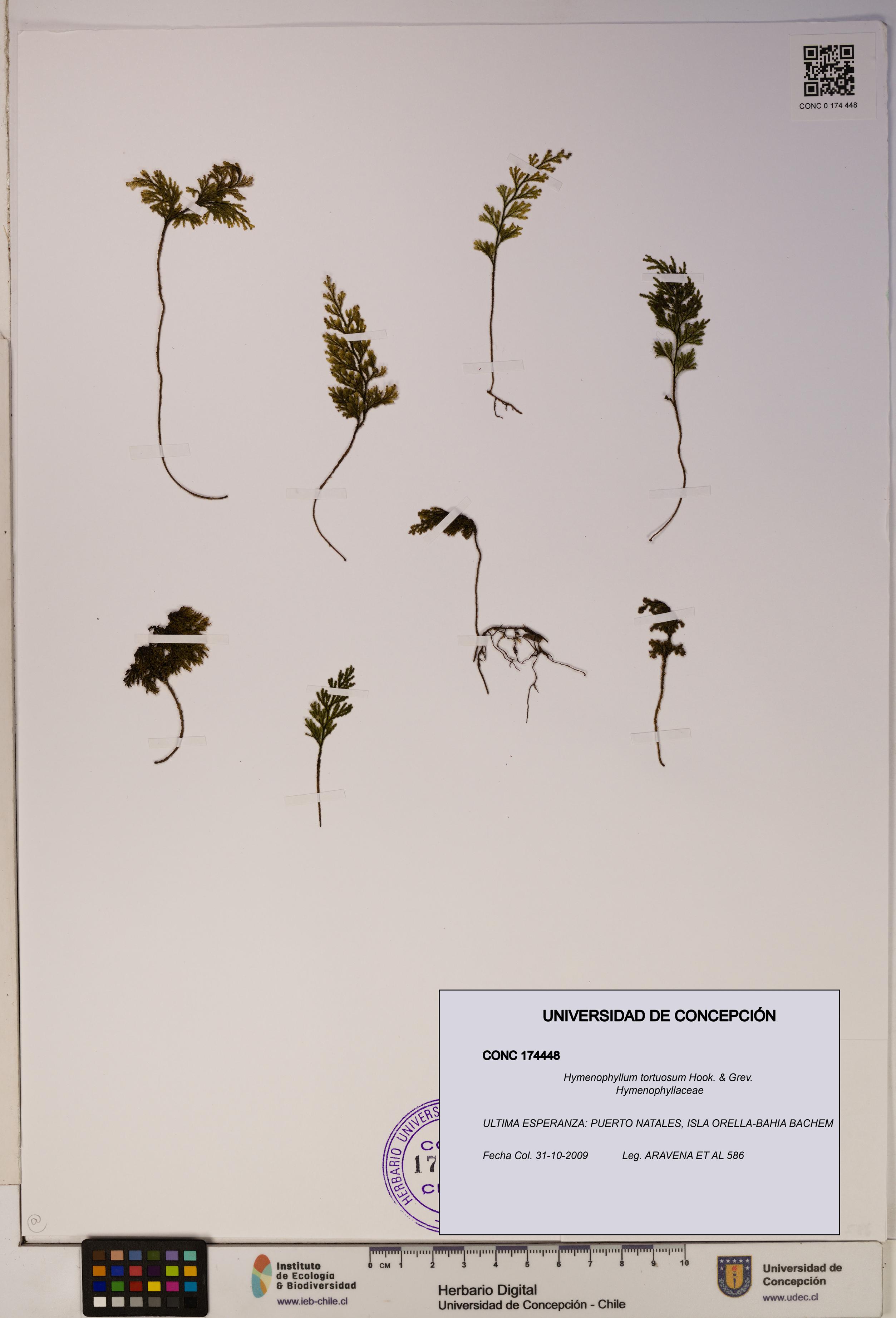 Hymenophyllum tortuosum [Espécimen: ]