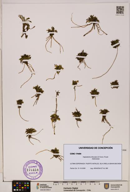 Haplosticha trifurcata [Espécimen: UDEC:CONC:0174454]