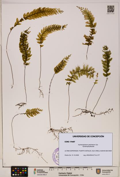 Hymenophyllum pectinatum [Espécimen: ]