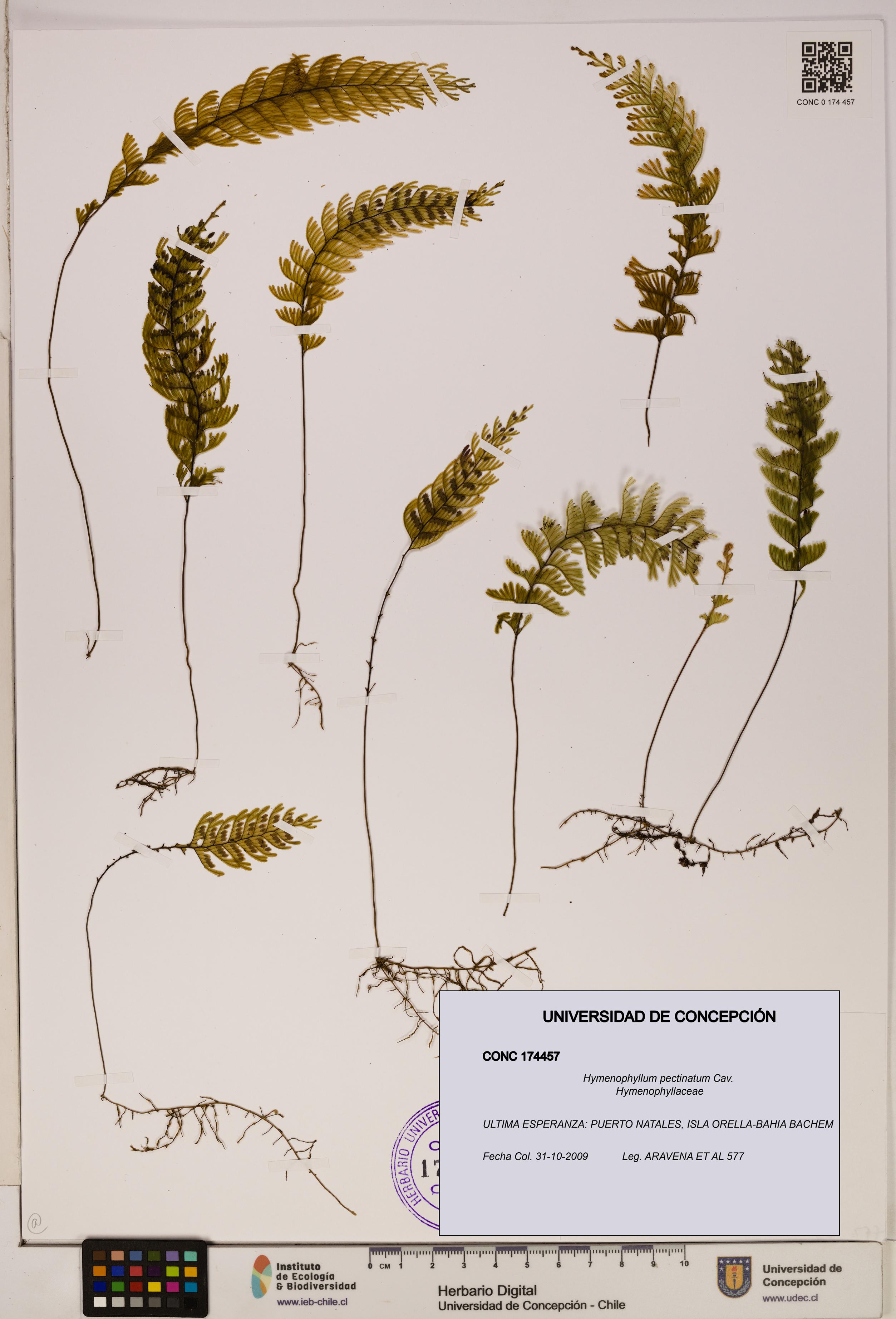 Hymenophyllum pectinatum [Espécimen: ]
