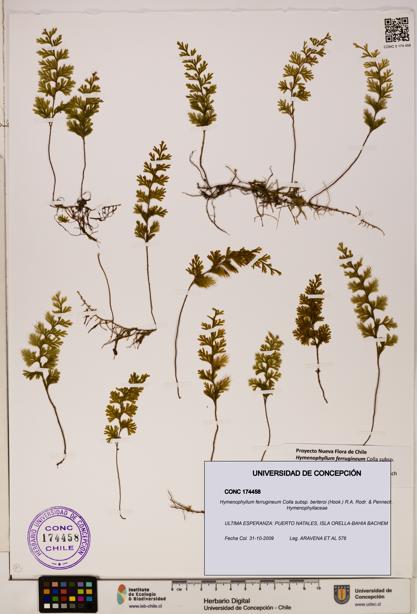 Hymenophyllum ferrugineum [Espécimen: UDEC:CONC:0174458]