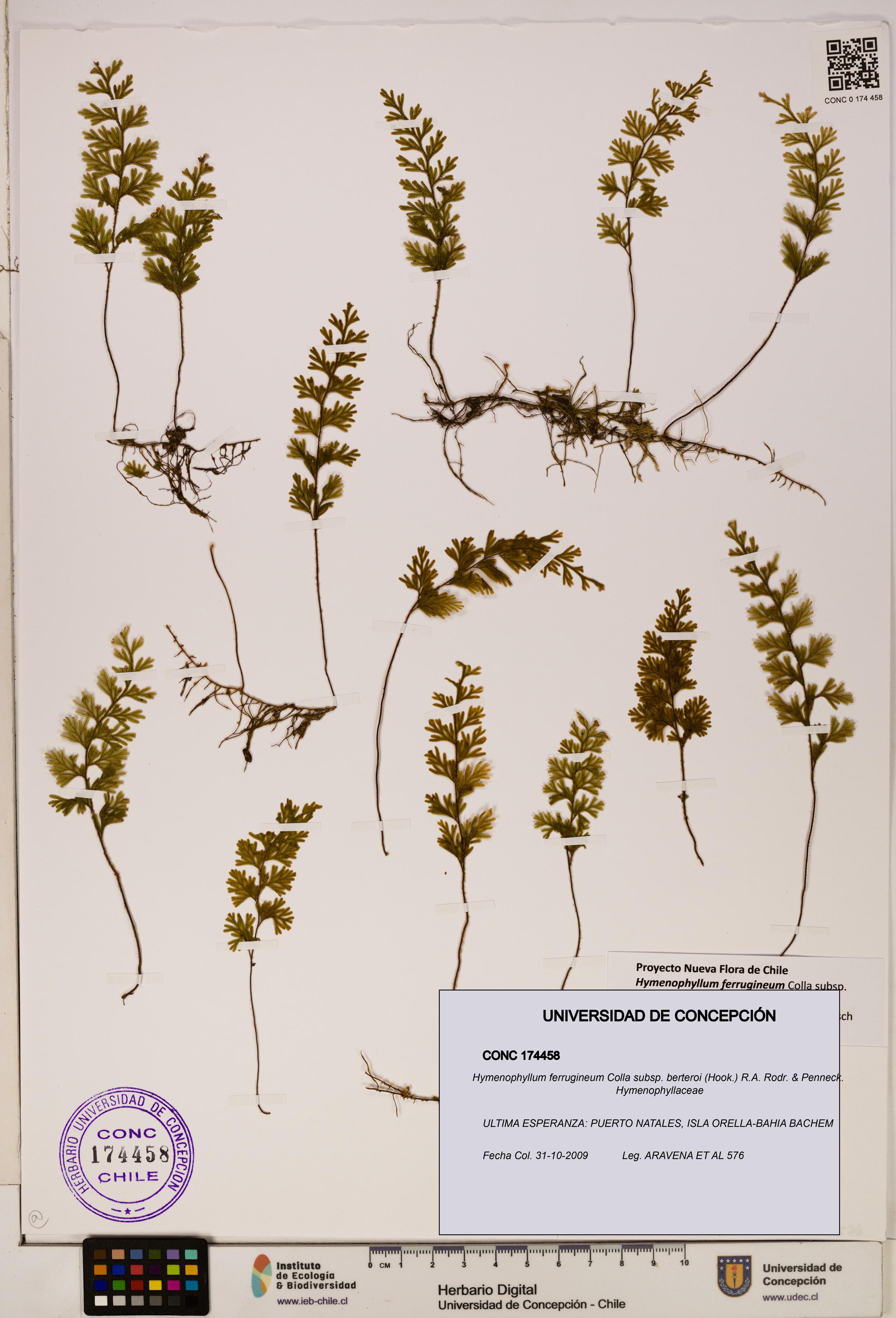 Hymenophyllum ferrugineum [Espécimen: UDEC:CONC:0174458]