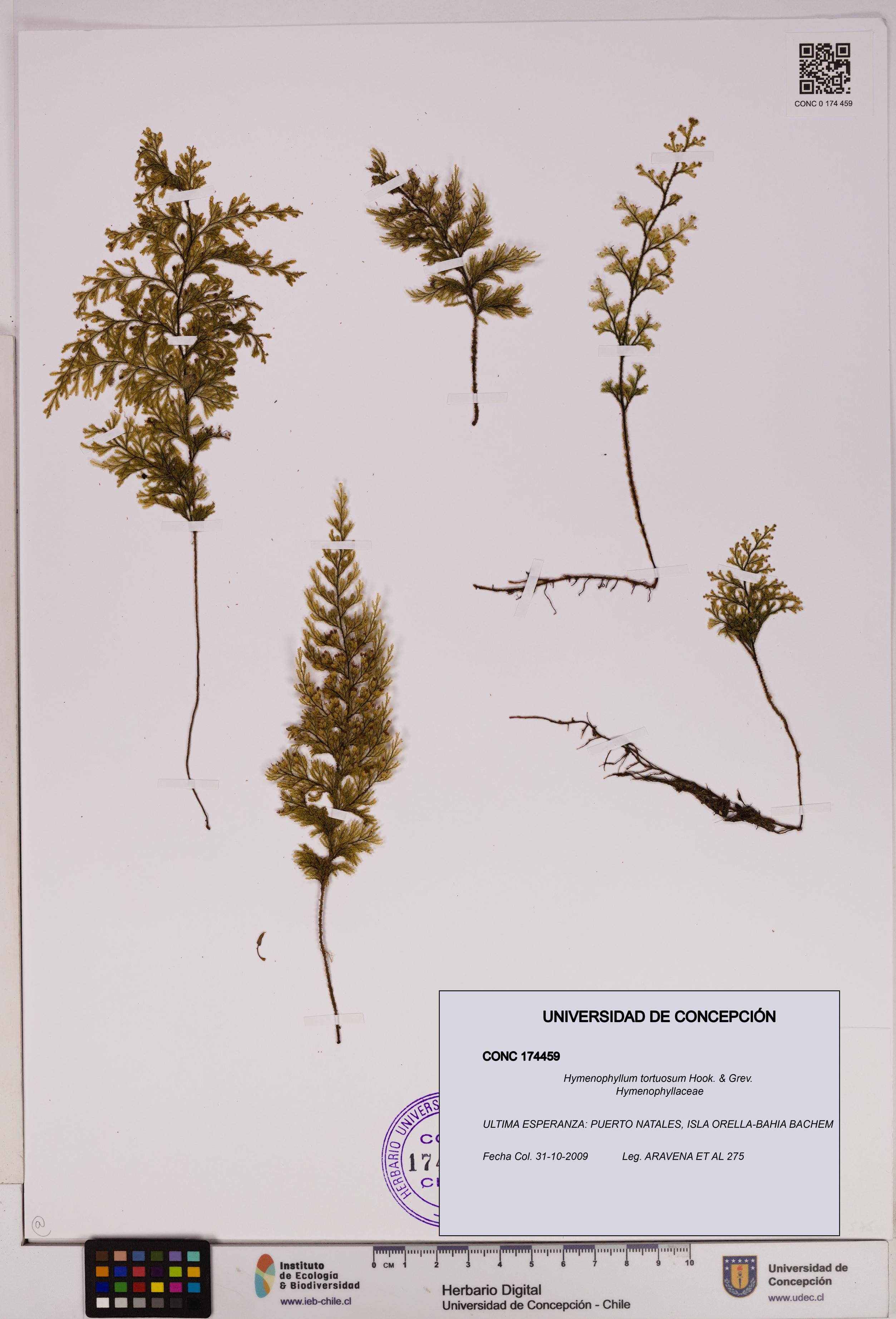Hymenophyllum tortuosum [Espécimen: UDEC:CONC:0174459]