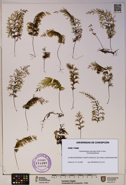 Hymenophyllum secundum [Espécimen: ]