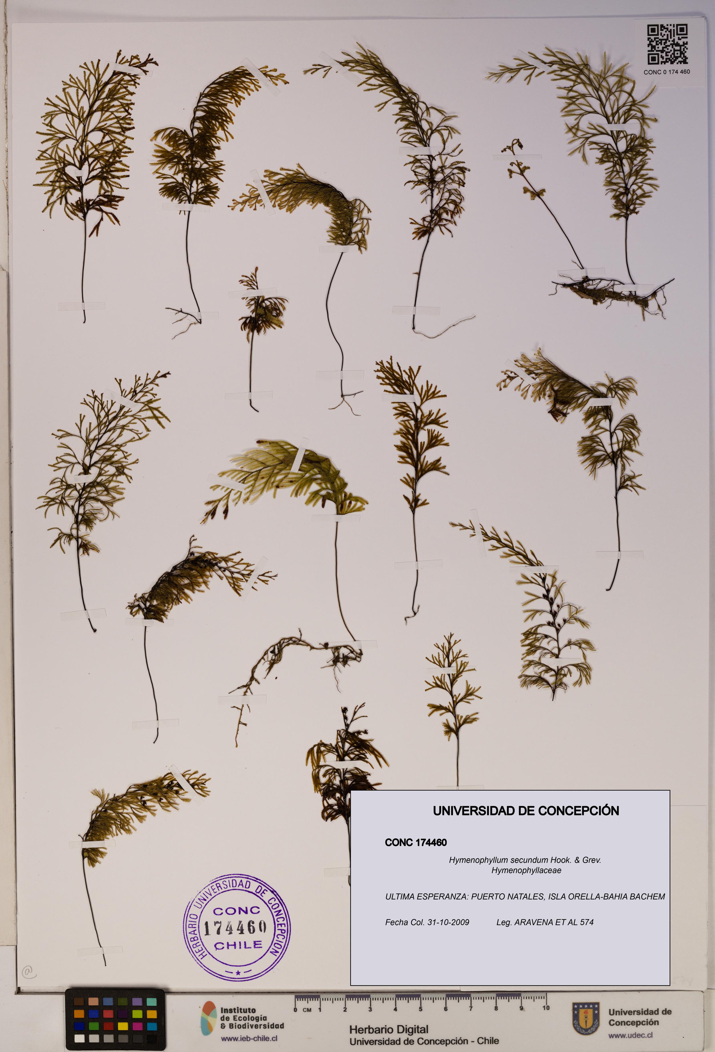 Hymenophyllum secundum [Espécimen: ]