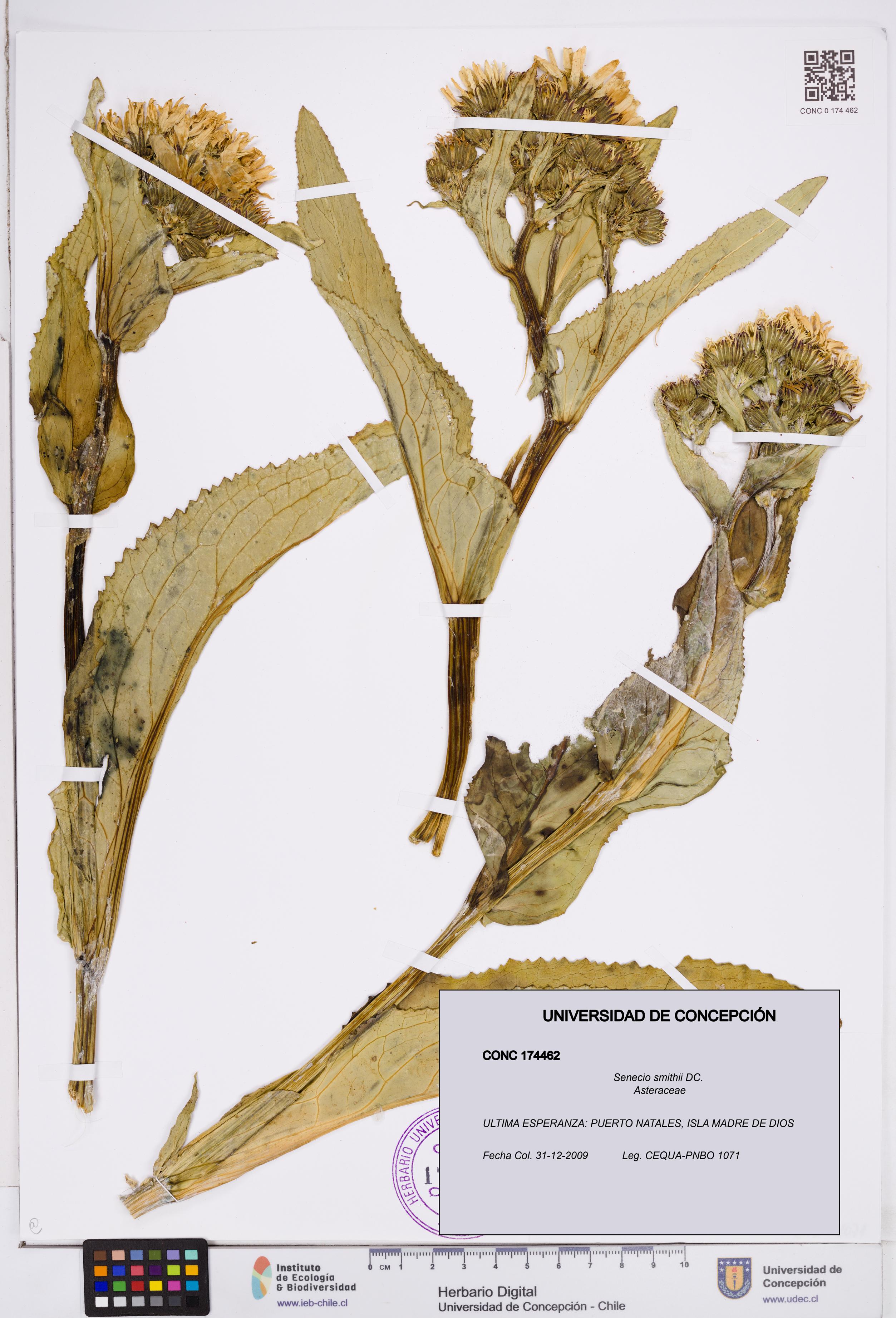 Senecio smithii [Espécimen: ]