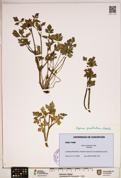 Apium prostratum [Espécimen: ]