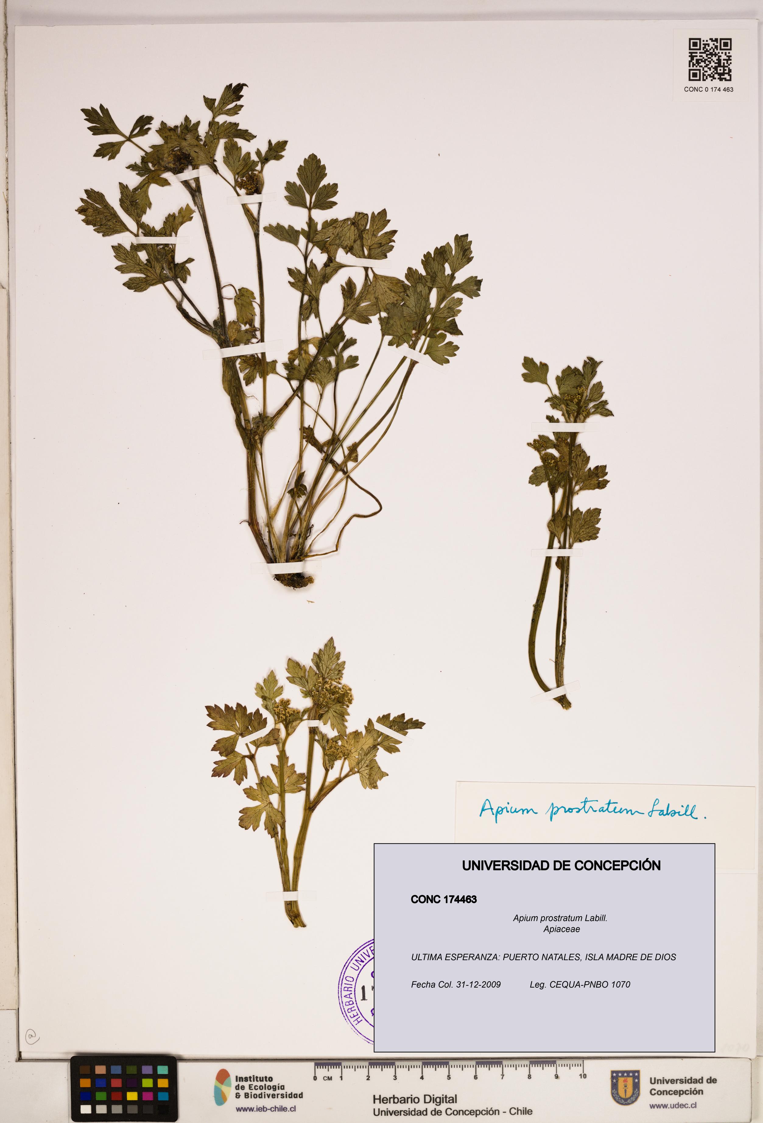 Apium prostratum [Espécimen: ]