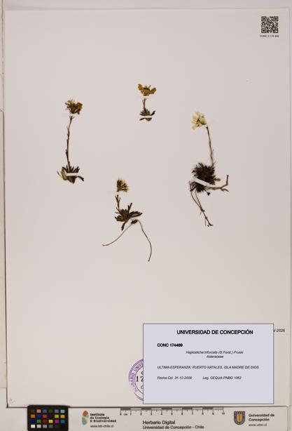 Haplosticha trifurcata [Espécimen: UDEC:CONC:0174469]