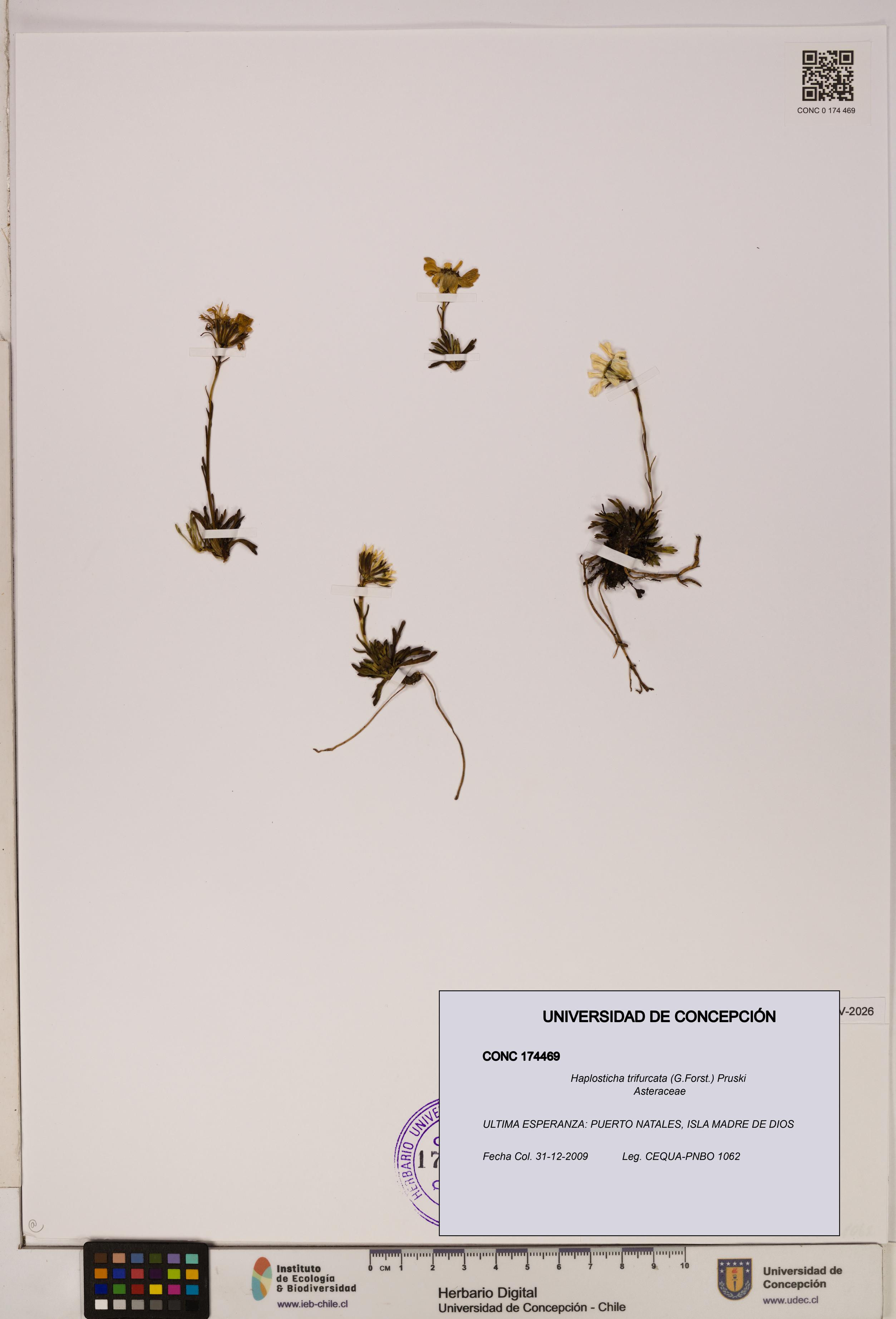 Haplosticha trifurcata [Espécimen: UDEC:CONC:0174469]