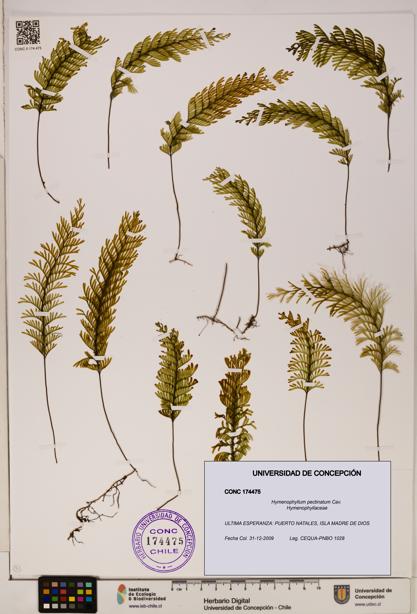 Hymenophyllum pectinatum [Espécimen: ]