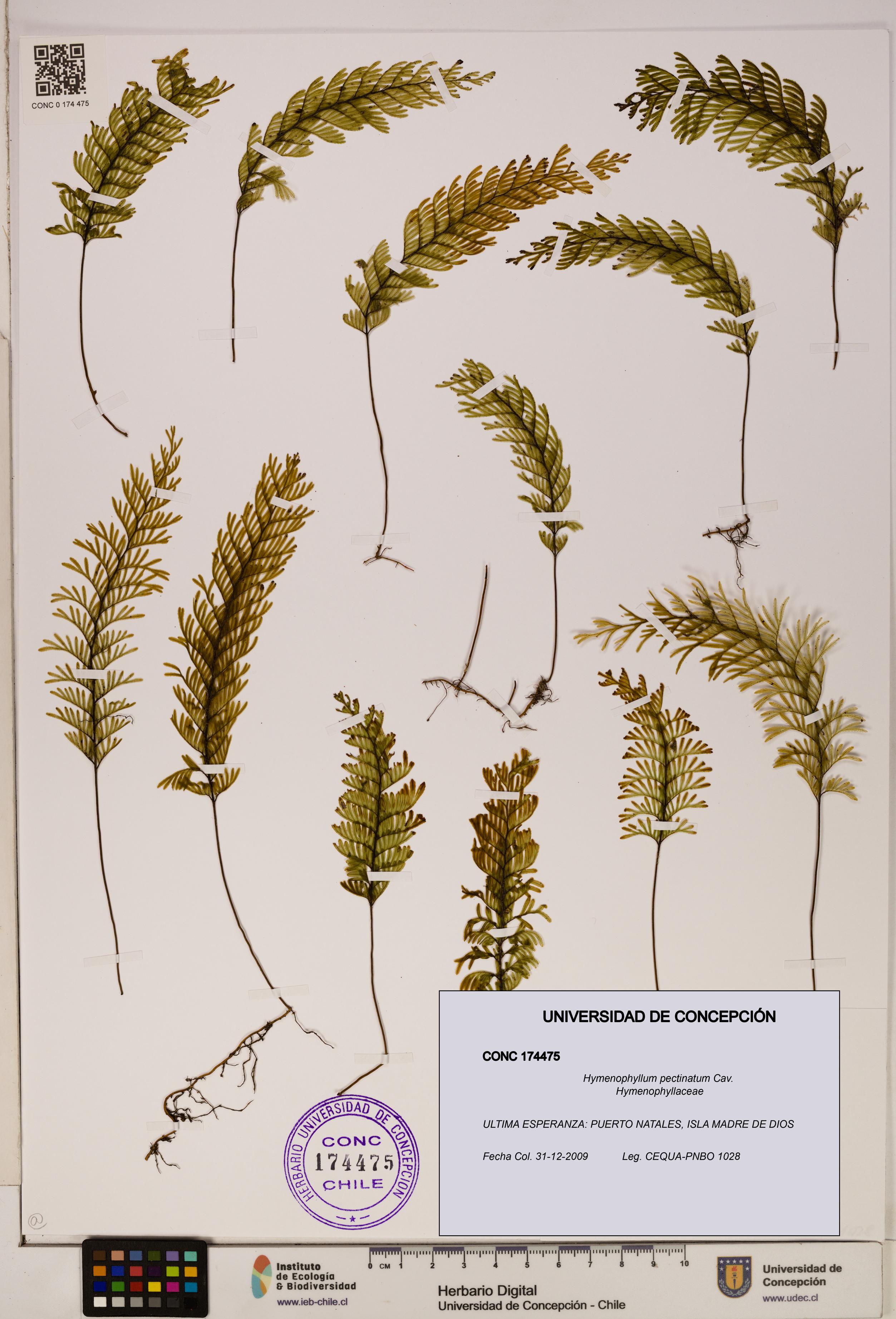 Hymenophyllum pectinatum [Espécimen: ]