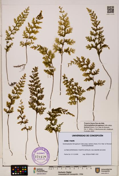 Hymenophyllum ferrugineum [Espécimen: UDEC:CONC:0174476]