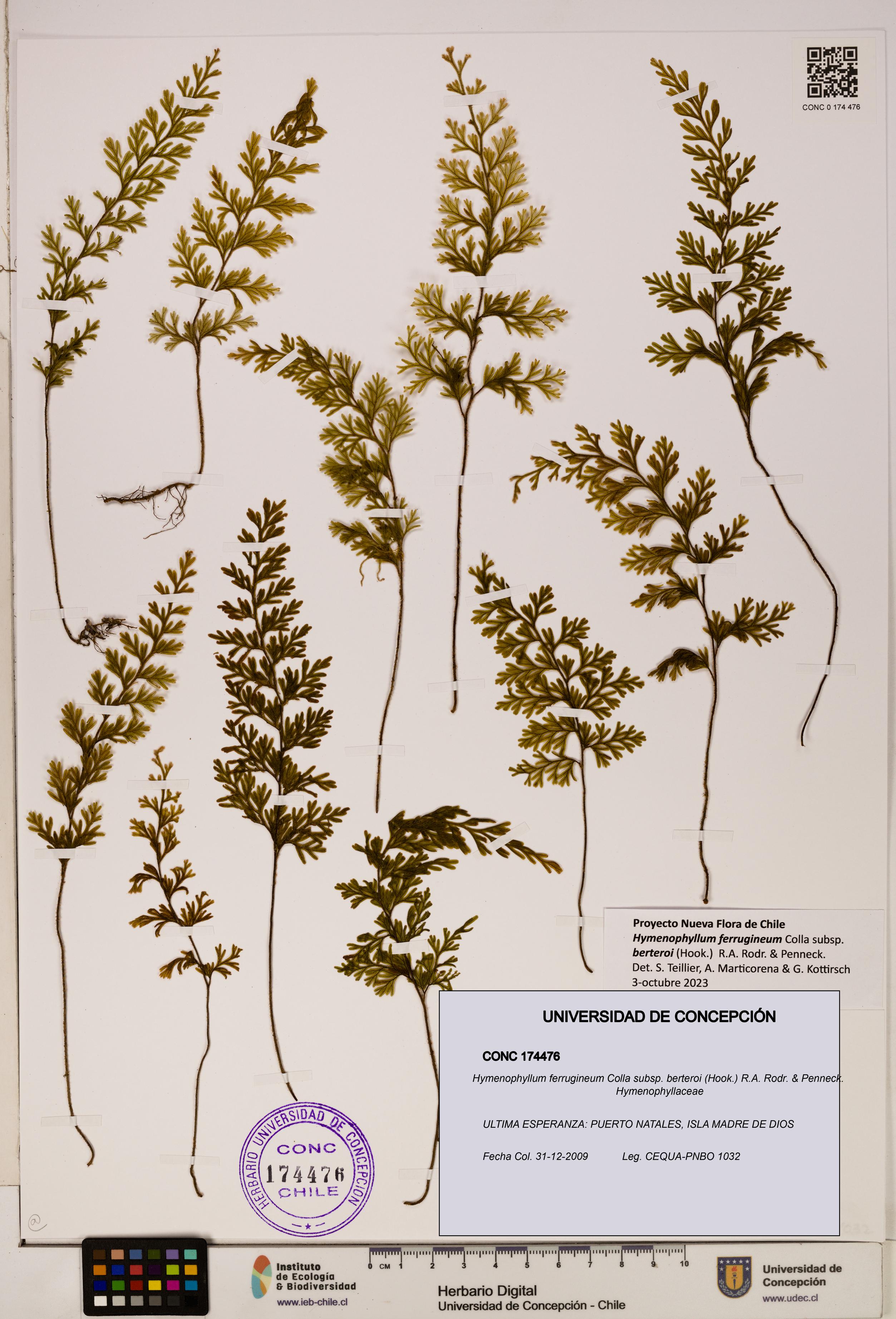 Hymenophyllum ferrugineum [Espécimen: UDEC:CONC:0174476]