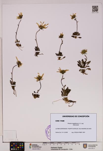 Perezia magellanica [Espécimen: UDEC:CONC:0174480]