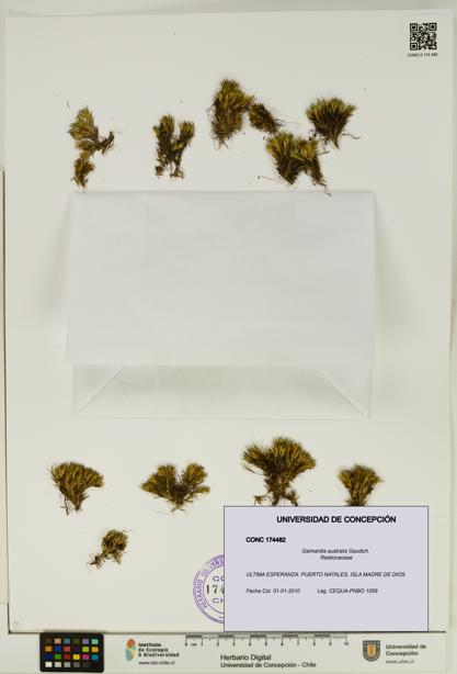 Gaimardia australis [Espécimen: UDEC:CONC:0174482]