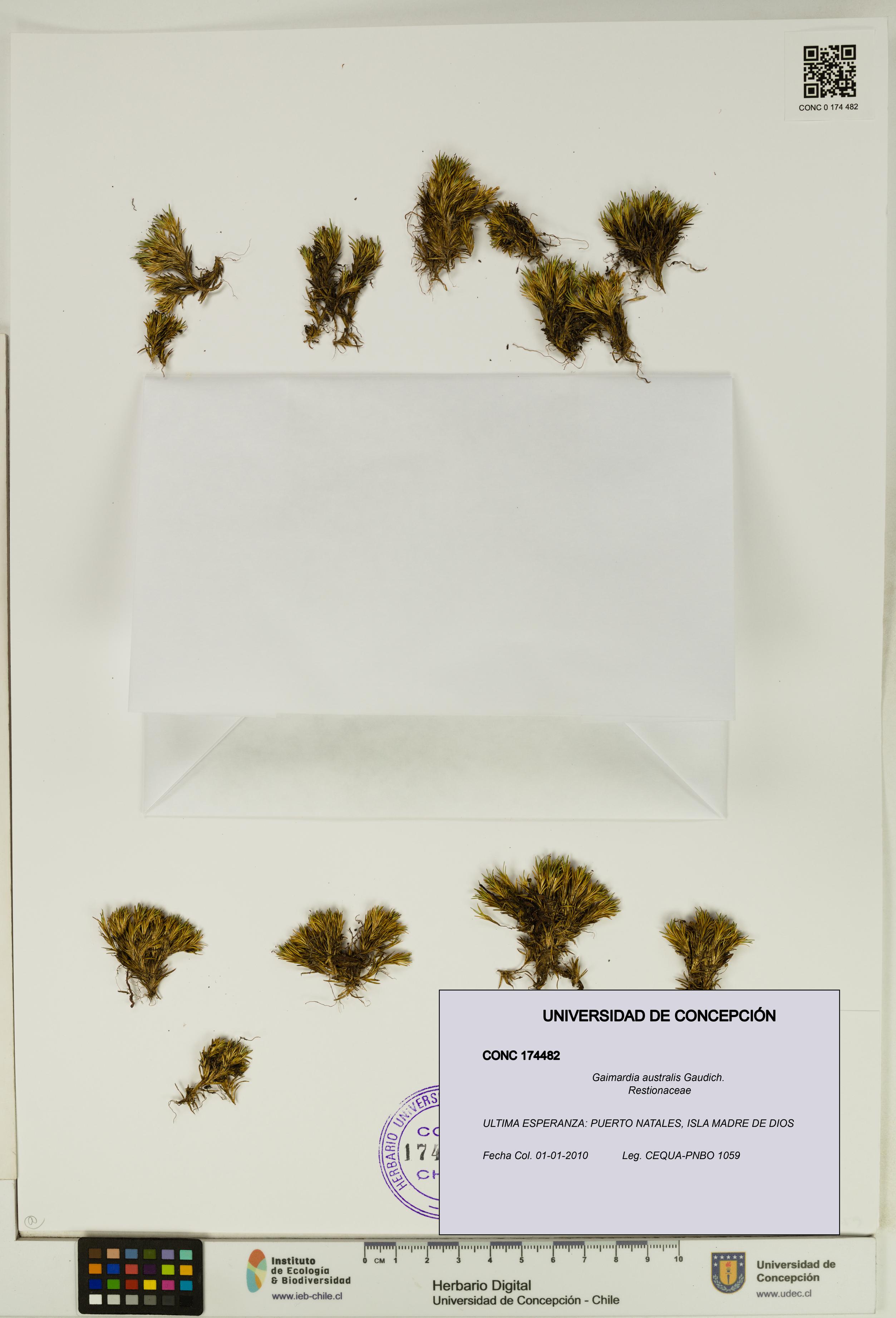 Gaimardia australis [Espécimen: UDEC:CONC:0174482]