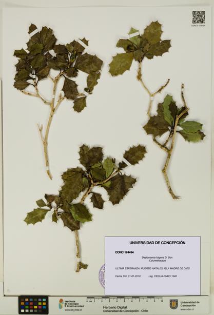 Desfontainia fulgens [Espécimen: UDEC:CONC:0174494]