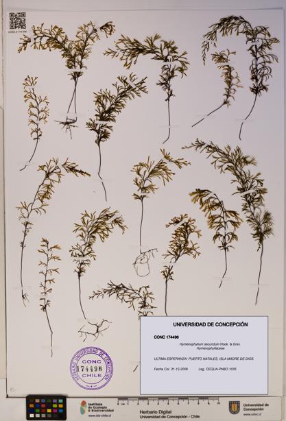 Hymenophyllum secundum [Espécimen: ]